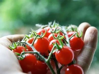Україна з початку року імпортувала помідорів на понад 62 млн доларів