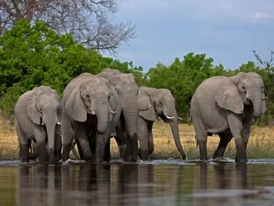В Ботсване массово гибнут слоны, причины смертей сотен животных неизвестны - СМИ