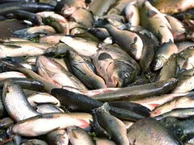 Массовый мор рыбы обнаружили в лимане в Николаевской области: воду отобрали для исследования