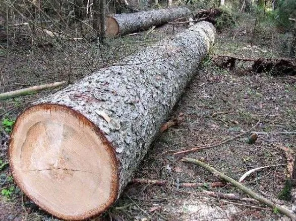 ГБР сообщило о подозрении лесничему и мастерам леса, которые нанесли ущерб на сумму около 7 млн грн