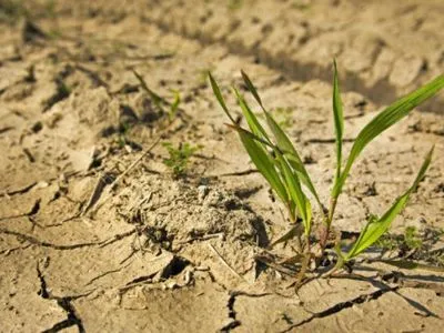 Аграрії на Одещині зазнали понад 6,5 млрд грн збитків через посуху