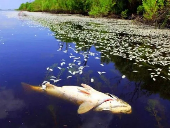 На водохранилище в Одесской области массово погибла рыба
