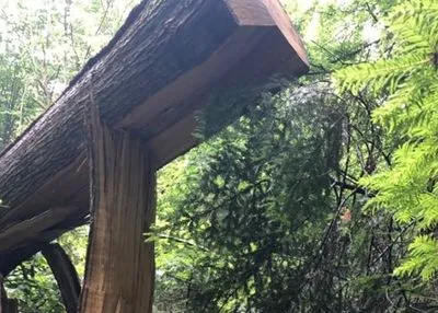 Скончался на месте: во Львовской области на 26-летнего мужчину упало дерево