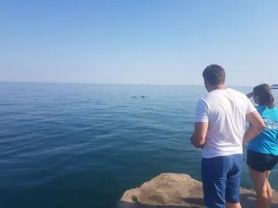 На одеському пляжі застрягла група дельфінів: їх намагаються врятувати