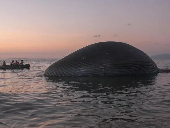 На индонезийский пляж выбросило гигантского кита