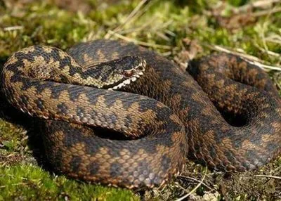 Во Львовской области змея укусила 6-летнюю девочку