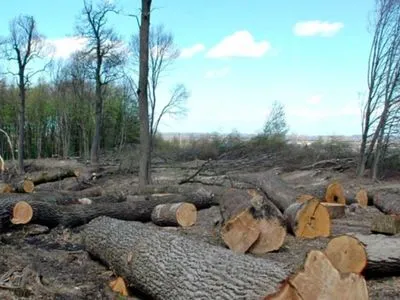 Чиновника госпредприятия осудят за вырубку леса на более 1,3 млн гривен