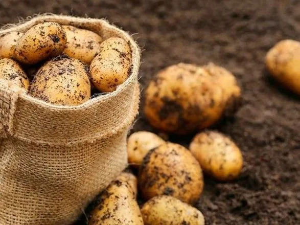 Експерт дав прогноз щодо урожаю картоплі