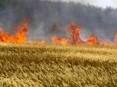 На Луганщині пожежа випалила 40 га пшениці