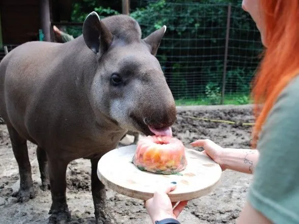 pisni-smkoliki-i-osoblive-morozivo-u-rivnenskomu-zooparku-vidznachili-den-narodzhennya-tapira