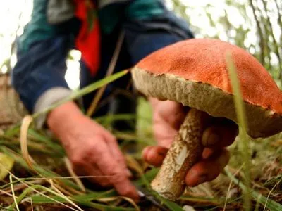 В Україні від початку року 36 осіб отруїлось грибами