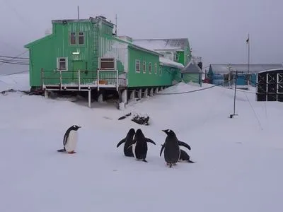На станцию "Академик Вернадский" неожиданно вернулись пингвины