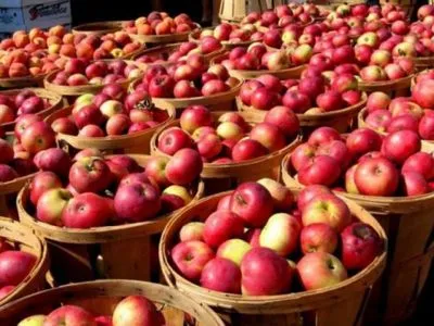 Експерт дав прогноз цьогорічному врожаю яблук