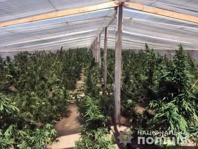 На Херсонщині вилучили марихуану на майже 20 млн гривень