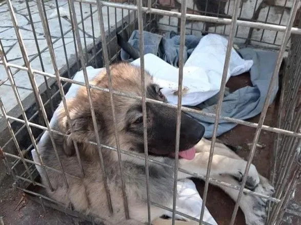 Скинув собаку з моста на колію: проти чоловіка на Запоріжжі відкрили провадження
