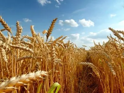 Мінекономіки скоригувало прогноз врожаю зерна на 2020 рік у бік зменшення