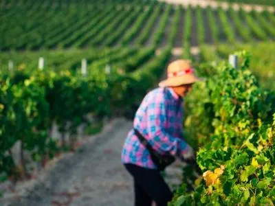 Експорт іспанських вин обвалився наполовину