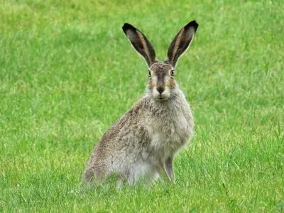 В Херсонской области супруги заразились от зайца туляремией