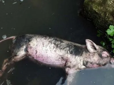 Держпродслужба зупинила роботу свиноферми, яка отруювала село під Києвом