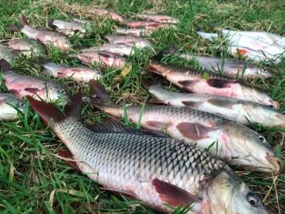 На Житомирщині виявили мор риби на понад 900 тис. гривень