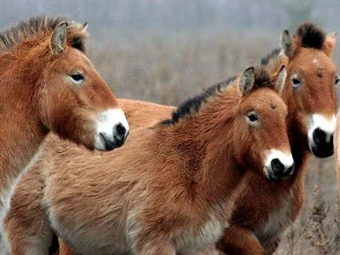 В Техасе впервые успешно клонировали лошадь Пржевальского