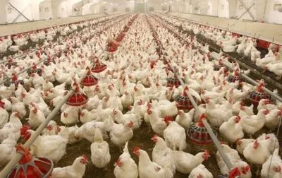 Вырастить курицу без антибиотиков в Украине могут единицы - эксперт