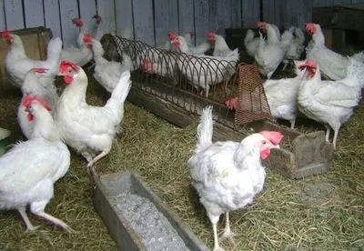 В Черкасской области закрыто птицефабрику, которая захоронила трупы птицы
