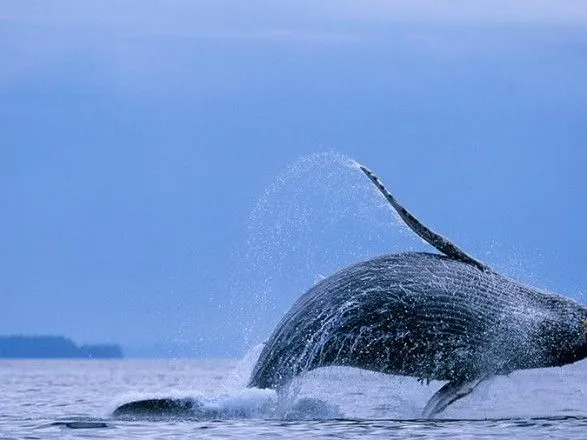 Кількість викинутих на мілину китів біля берегів Тасманії перевищила 400
