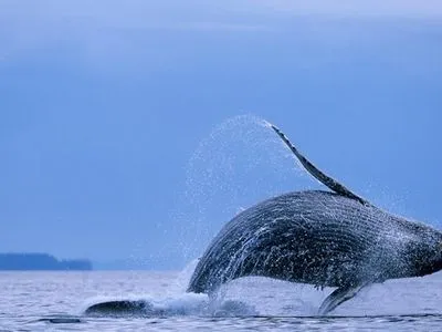 Кількість викинутих на мілину китів біля берегів Тасманії перевищила 400