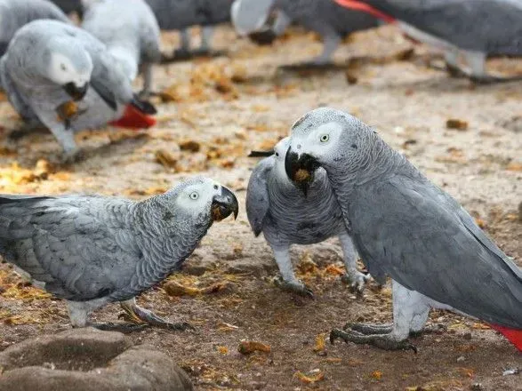 В Британском парке пришлось отселить пять попугаев, которые подстрекали друг друга к брани на посетителей