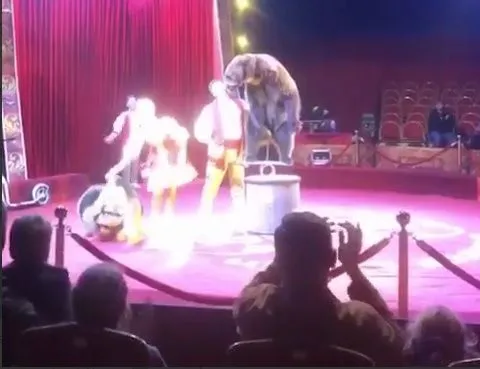В российском цирке медведь напал на мужчину с ребенком