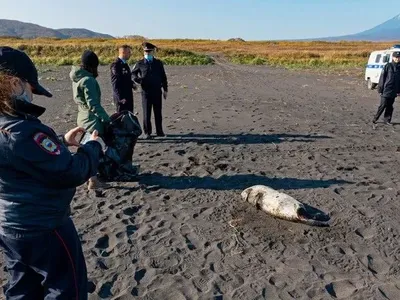 Російські науковці відкинули версію про "вулканічну природу" мору тварин біля на узбережжі Камчатки