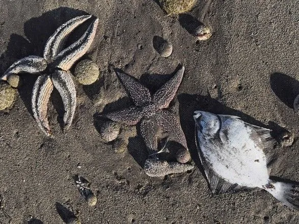 Вчені повідомили про загибель 95% морських організмів у постраждалій бухті на Камчатці