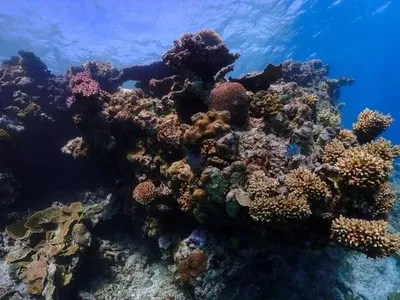 Большой Барьерный риф потерял половину кораллов за последние 25 лет