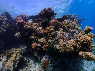 Великий Бар'єрний риф втратив половину коралів за останні 25 років