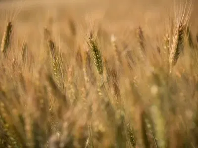Українські аграрії намолотили уже 45,7 млн тонн зерна