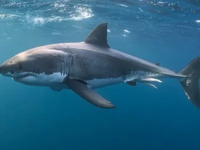 В Австралии фиксируют антирекорд смертности из-за нападения акул: эксперты назвали вероятную причину
