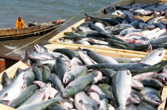 За два месяца Украина экспортировала рыбы на около 5 млн долларов