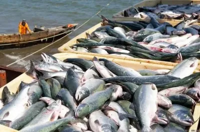 За два месяца Украина экспортировала рыбы на около 5 млн долларов