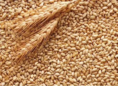 В Минэкономики ожидают производства пшеницы на более чем 3 млн тонн меньше, чем в прошлом году