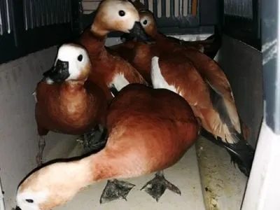 Чоловік з ножем напав на рятувальників тварин, які на човні відловлювали червонокнижних качок у Києві