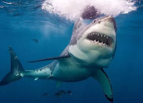 У Єгипті розслідують обставини нападу акули на туристів з України