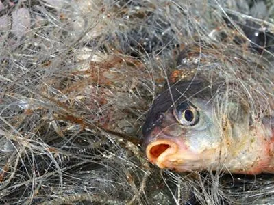Рыбной отрасли Украины в 2020 году нанесено госубытков уже на более чем 65 млн гривен