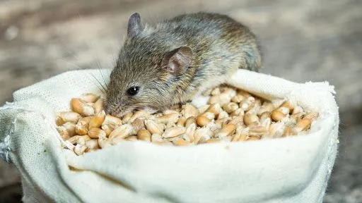 Знову миші з’їли: у Держрезерві нестача тисяч тонн зерна на мільйони