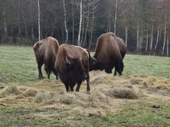 natsionalniy-park-na-zakhodi-ukrayini-popovnivsya-bizonami