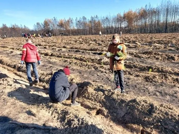 В Луганской области на месте масштабных пожаров высадили 10 тысяч сосен