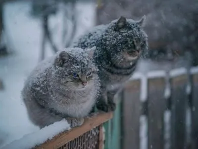 Снег в Киеве прогнозируют уже сегодня