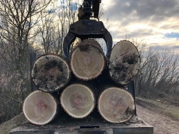 Вырубка дубов на более чем 700 тыс. грн: объявили о подозрении экс-директору лесхоза