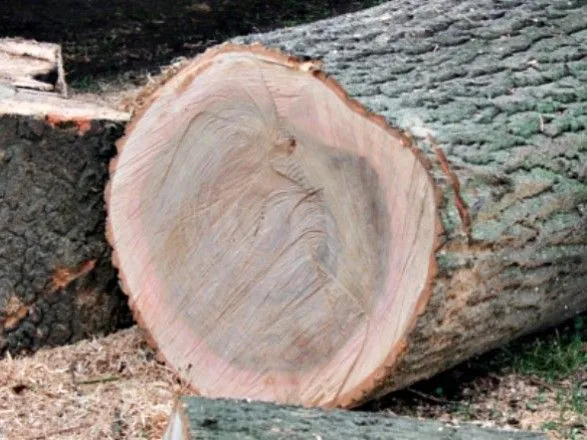 На Вінниччині виявили нелегальну вирубку лісу на понад 10 млн гривень