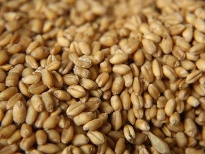 Растрата зерна на около 3 млн грн: директору одного из филиалов Госрезерва сообщили о подозрении